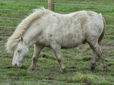 Photo of Bluey
